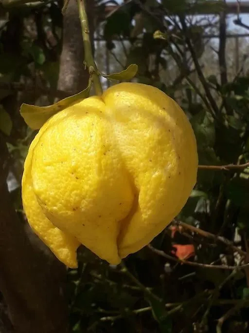 Lemon Tree Garden Near Mirtos Beach Divarata