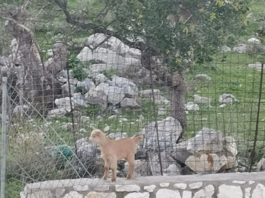 Lemon Tree Garden Near Mirtos Beach Διβαράτα Βίλα